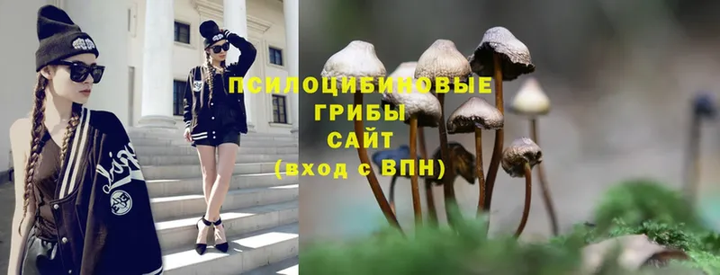 Псилоцибиновые грибы Psilocybe  сколько стоит  Камышин 